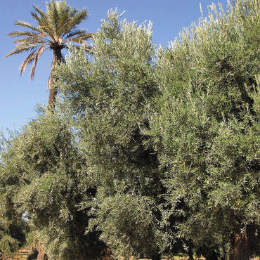 OLIVIE DERMAPSORIA, organic capsules to reduce skin inflammation, rich in polyphenols, for psoriasis, atopic, eczema and acne