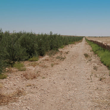 OLIVIE Smile is a natural and easy way to brighten your smile