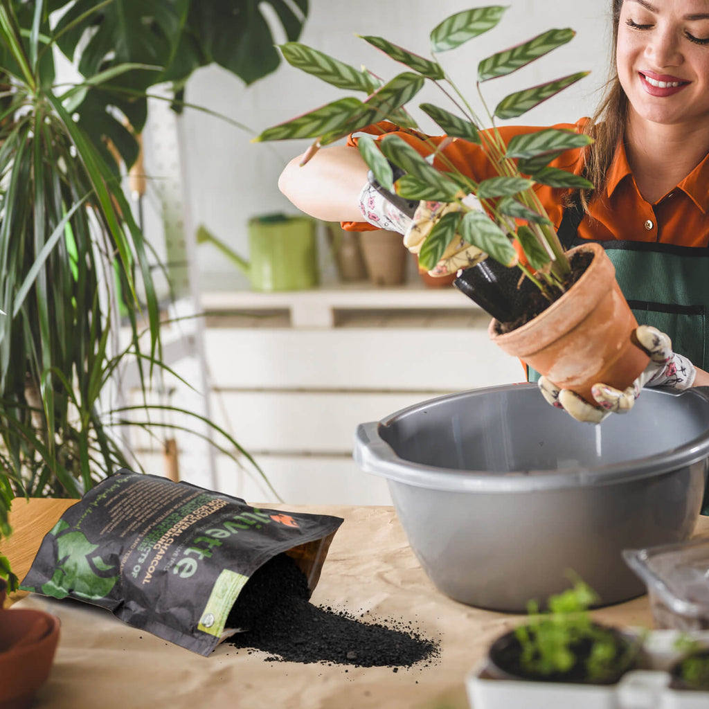 charcoal fertilizer for plants OLIVETTE HORTICULTURAL Organic Activated Charcoal - Ecological made from Recycling olive tree byproducts