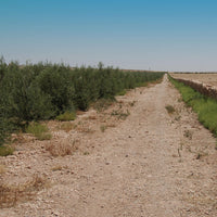 OLIVIE Smile is a natural and easy way to brighten your smile